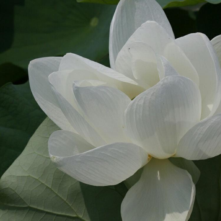 新井赤空（身份：逆刃刀制作者、赠与剑心） - 悬疑剧集完整在线观看 - 网页看视频